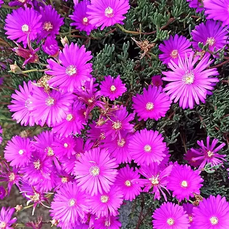 La Piazzetta Di Gra E Baldo Sestri Levante