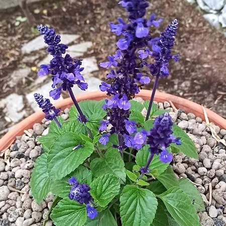 La Piazzetta Di Gra E Baldo 公寓 *