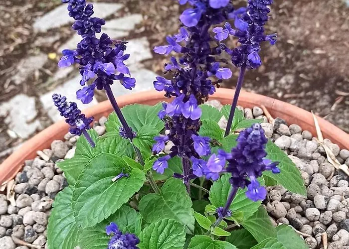 La Piazzetta Di Gra E Baldo Lejlighed *